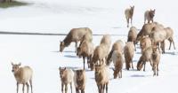 Utah calls on hunters as drought could starve elk herds