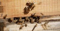 Boulder bees track environmental health even as weird weather hammers Colorado honey production