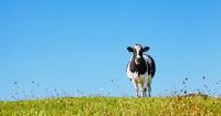 Grass-fed dairy: Ireland eyes Asia’s premium nutrition boom