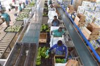 While helping African farmers, China’s not funding food processing