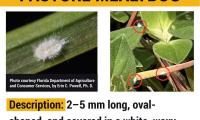 Georgia Agriculture Commissioner Announces First Confirmed Detection of Pasture Mealybug in Georgia