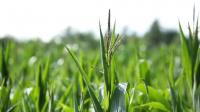 Vylor Launches a New Era in Corn: Industry-First Yield and Yield Stability Trait, Advanced Insect Control to Deliver Step-Change in Production, Farmer Profitability