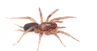 University of Idaho has its own namesake arachnid after recent discovery deep in the Gem State woods