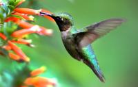 Hummingbird Fall Migration Map: Here's Where and When to Spot Them