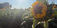 Heat and dry weather force shorter season at popular Kansas sunflower farm