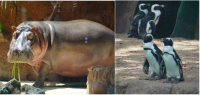 Honolulu Zoo celebrates re-opening and blessing for upgraded Hippopotamus and African Penguin Exhibits