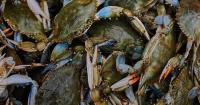 Italians enter uneasy truce with invasive blue crabs, exporting crustaceans they won't eat