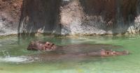 Honolulu Zoo reopens exhibit with 8 new penguins and 2 hippopotamuses