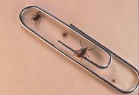 Lone Star Ticks Are Driving a Meat Allergy Across Kansas and Missouri as Fall Bite Season Begins