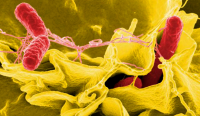 Public health officials investigating Salmonella outbreak in Utah