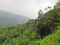 Southeast Asia’s oak trees highly threatened as report warns of lack of protection