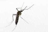 Europe has a new mosquito problem, but it may not be the one you think