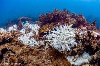 Every fraction of a degree is worth fighting for: UN climate report a stark warning for Australia’s reefs