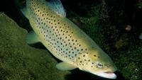 New Zealand's brown trout invasion causes havoc