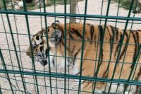 Tirana Zoo Animals Battle Scorching Heat as Keepers Struggle for Water: 'Everyone Struggles To Get It'