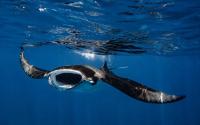 Kandooma Maldives marks third Manta Month with conservation focus