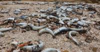 Stormy seas ahead as disease spreads through sardine stocks