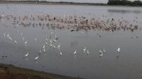 Siberian Migratory Birds Arrive Early at Perungulam Wetlands in Thoothukudi