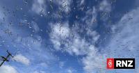 Auckland's Dairy Flat is plagued by seagulls