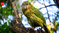 New Zealand’s world’s heaviest parrot was on the brink with only 51 birds left; now after decades of intensive conservation by wildlife experts, its population has surged to 325