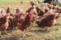 EU Cage-Free Farming Legislation Moves Closer to Reality 
