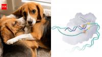 Researchers edit beagle embryos to remove a major dog allergen