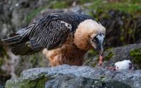 Poison kills last wild bearded vulture in Bulgaria