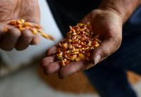 Climate shocks hit EU maize heartland in Hungary and Romania