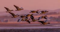 Town celebrates arrival of 'one of Scotland's greatest natural spectacles'