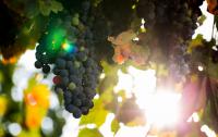 Félix Solís Avantis: affordable, award-winning, green Spain