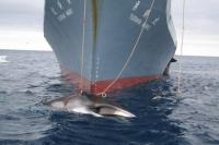 Togo Cosponsors Proposal to Review Commercial Whaling Ban, Drawing Criticism From Conservation Groups