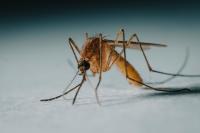 Chicago Reports Its First West Nile Death of the Year as Officials Point to a Rainy Summer