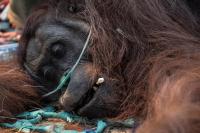 Satellite images show scale of raging Borneo wildfires as smoke engulfs orangutan habitat