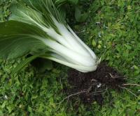 Helen Chesnut's Garden Notes: Bok choy needs frequent misting during heat wave