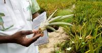 Burkina Faso farmers growing pineapples amid push for self-sufficiency