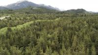Exotic Pines: The Forestry Model Introduced Over a Century Ago That Threatens Argentine Forests