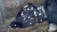 Major virus warning as 'mud fever' cow disease gives humans 'crusty genitals'