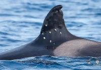 Spain refers shooting of orca Toñi in Portuguese waters to prosecutors