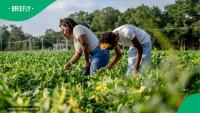 Agricultural Research Council teaches farmers to test soil health with everyday household tools