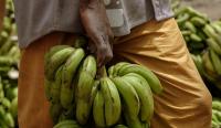 Southeast banana and plantain farmers gain new skills through practical training