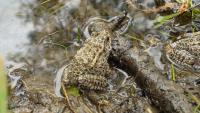 Mississippi Couple Releases 500 Endangered Frogs Into Their Own Backyard