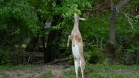 The rules on feeding wildlife in New Jersey