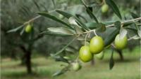 Petra: Capital of Jordanian Olive Oil — An Agricultural Legacy Reinforcing Ties with Tourism