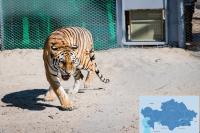 Two Amur Tiger Cubs Planned for Release in Kazakhstan in May 2027