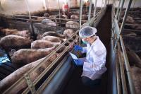 Vietnam ASF vaccine cleared for commercial sale
