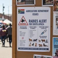 South Africa records 15 human rabies deaths in 2026: What to do after a bite