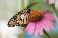 Learn about monarch butterflies with MDC and Columbia Public Schools on Sept. 24