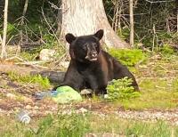 Cyprus Lake campground closure extended through Sept. 7 due to bear activity