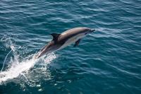 Bird Flu Kills First Dolphin in Australia, Raising Fears for Its Wildlife
