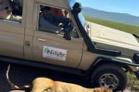 Swiss tourists give firsthand account of Serengeti incident